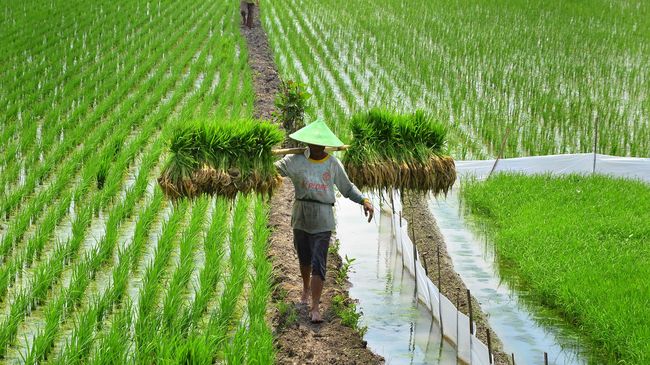 Kementan Klaim UU Budidaya Pertanian Berpihak ke Petani