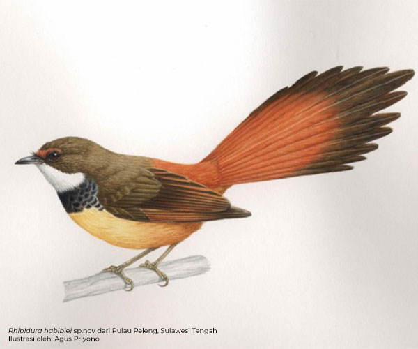 Penemuan Sepuluh Taksa Baru Burung dari Sulawesi dan Maluku Utara