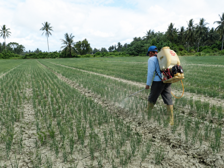 Dosen UNISA Palu Temukan Tiga Mikroba Bertahan di Tengah Tekanan Insektisida pada Agroekosistem Bawang Merah Lokal Palu