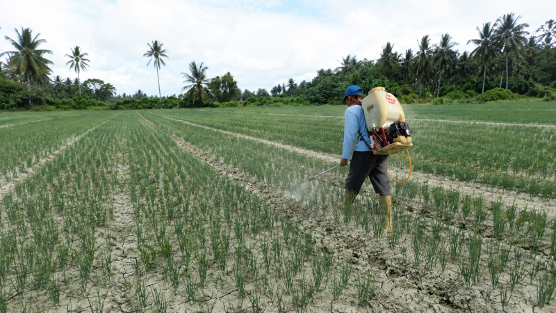 Dosen UNISA Palu Temukan Tiga Mikroba Bertahan di Tengah Tekanan Insektisida pada Agroekosistem Bawang Merah Lokal Palu
